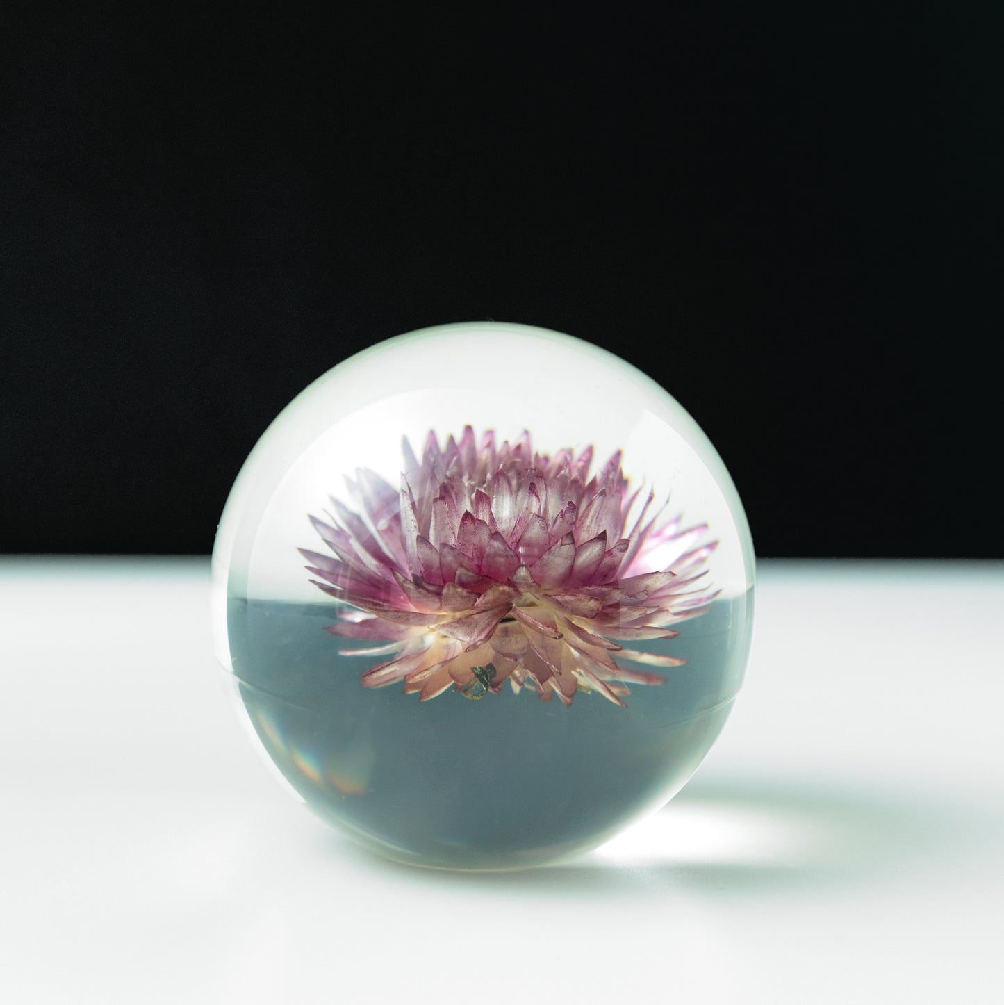 Chrysanthemum Paperweight