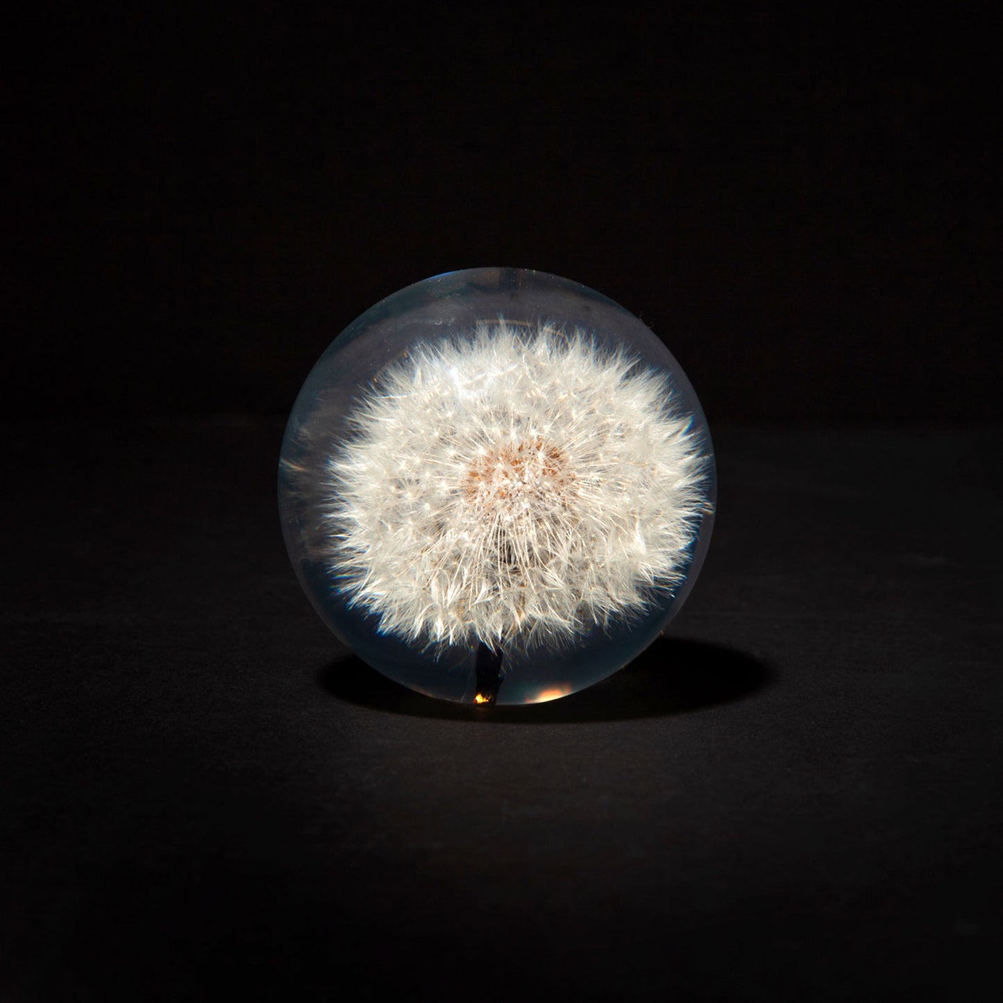 Dandelion paperweight