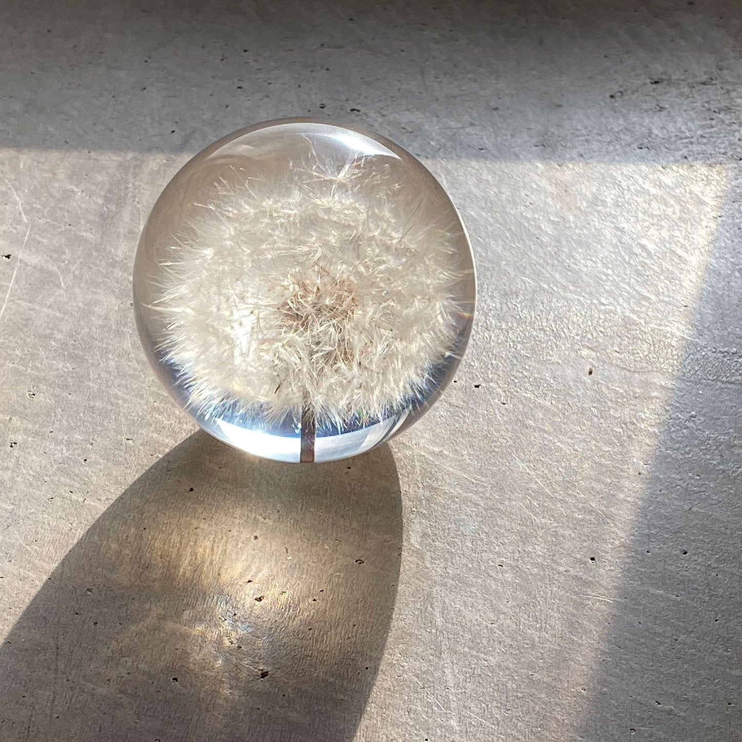 Dandelion paperweight