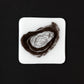 Oyster Coaster