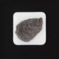 Oyster Coaster