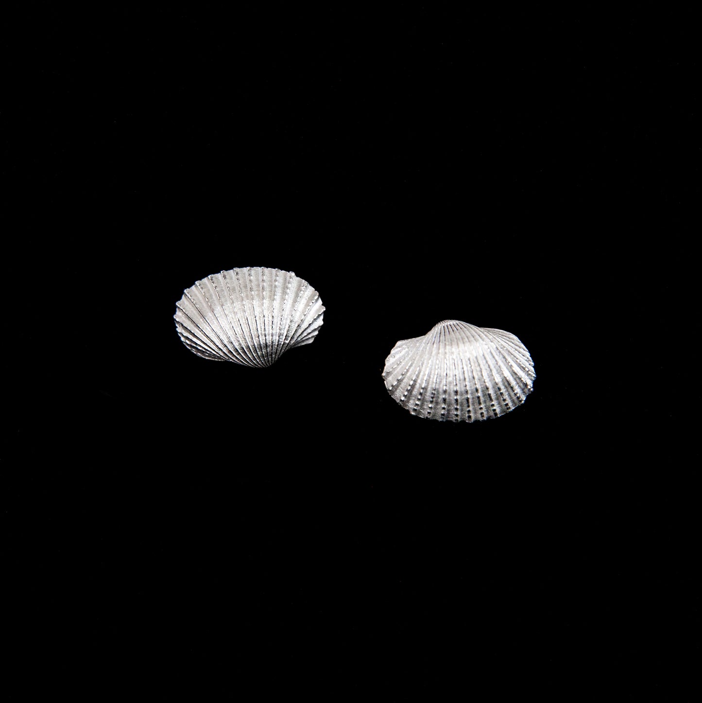 Shell Earrings